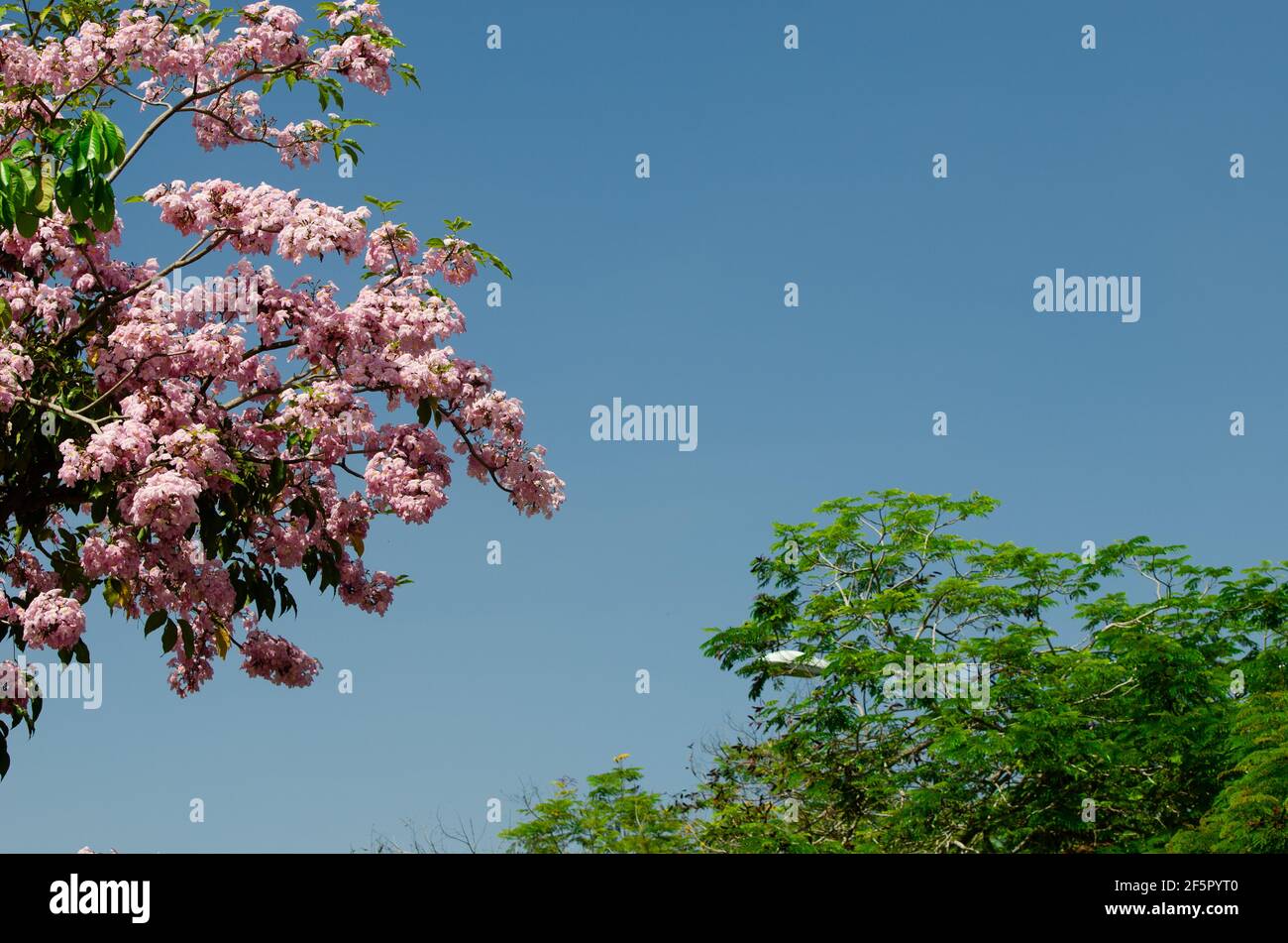 The flower blossom of tecoma tree in Malaysia Stock Photo