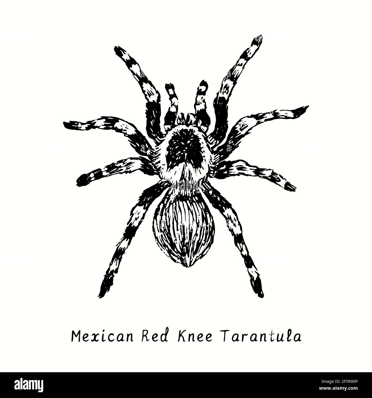 Mexican redknee tarantula (Brachypelma hamorii). Ink black and white doodle drawing in woodcut style. Stock Photo