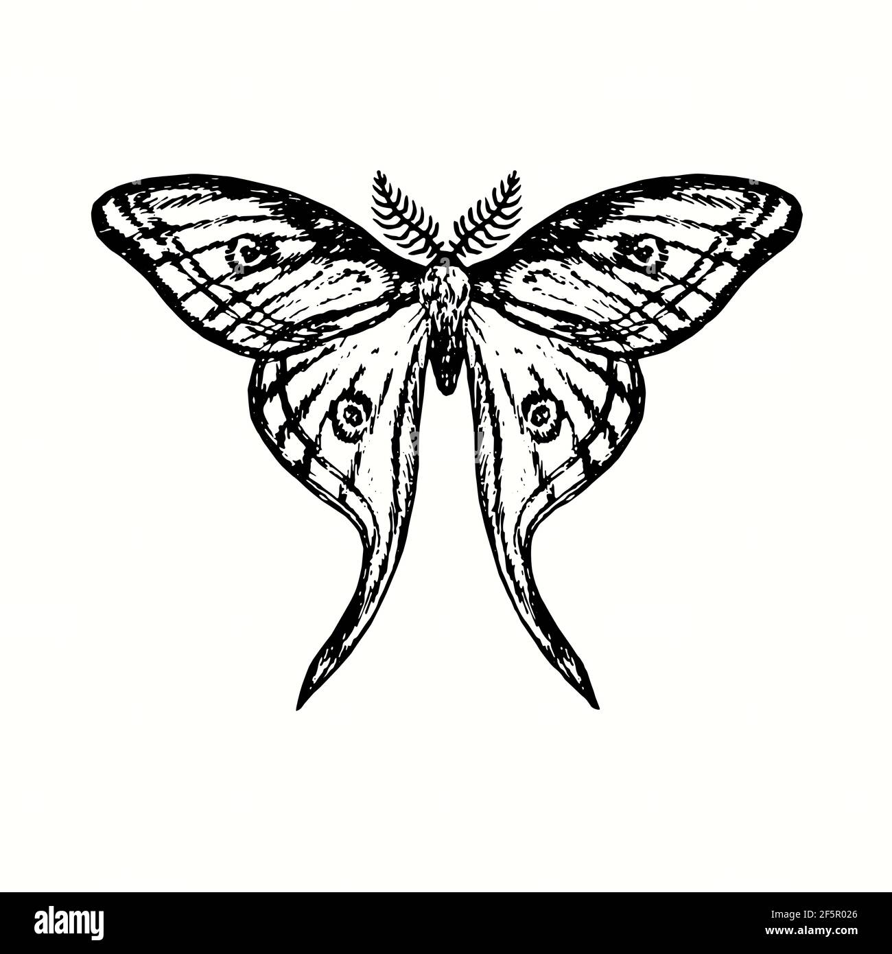 Sacred Line Art Geometric Luna Moth Stock Vector Royalty Free 2221532111   Shutterstock