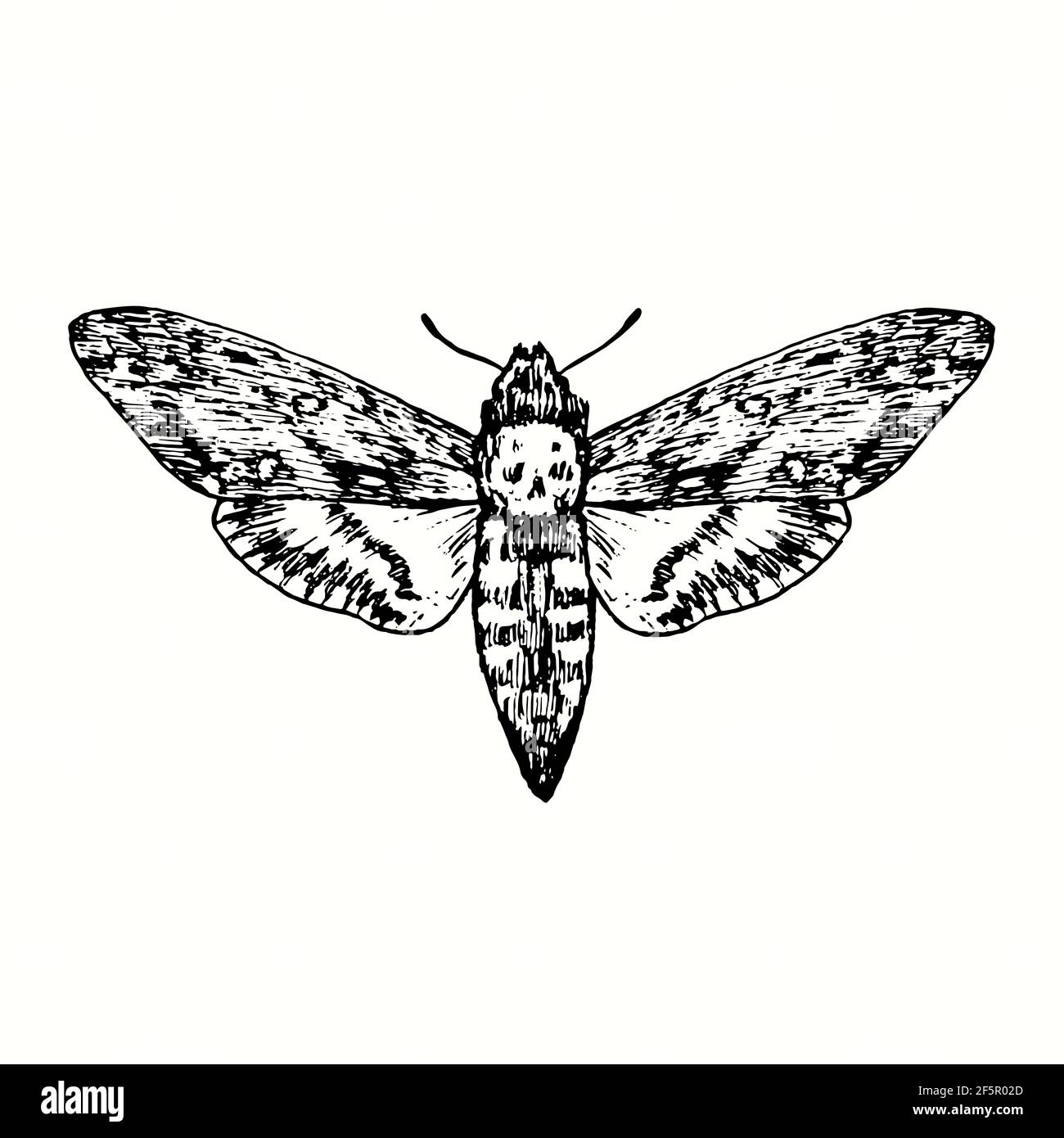 The death's-head hawkmoth (Acherontia atropos, Acherontia styx, Acherontia lachesis) front view. Ink black and white doodle drawing in woodcut style. Stock Photo