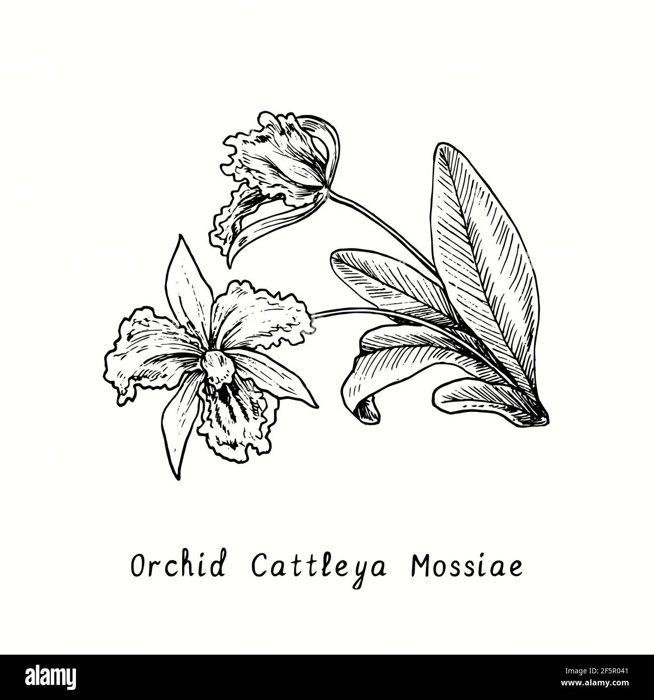 Orchid Cattleya Mossiae flowers on stem with leaves. Ink black and white doodle drawing in woodcut style. Stock Photo