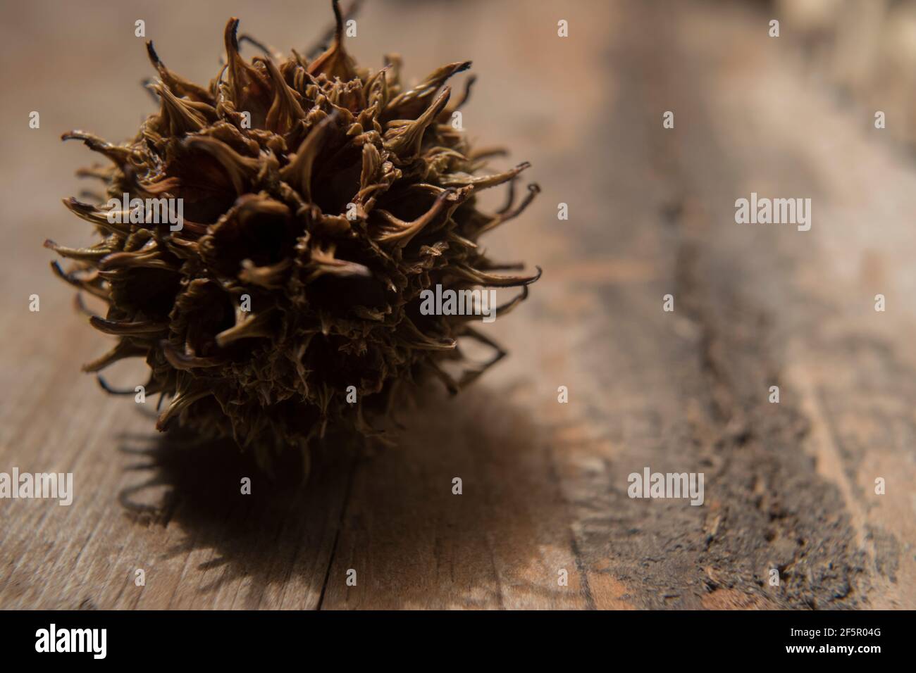 Seed of a tree hi-res stock photography and images - Alamy