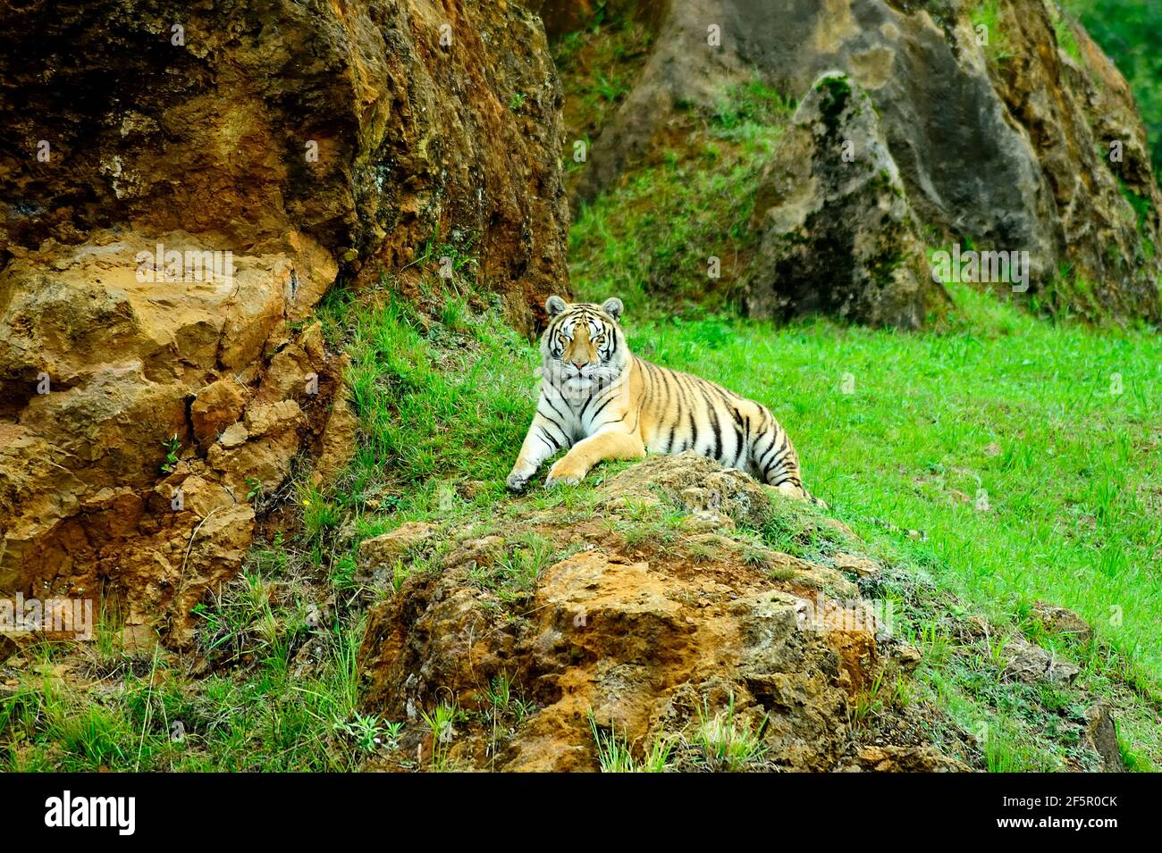 Relaxed Tiger. Cabarceno Nature Park, Cantabria, Spain. Stock Photo