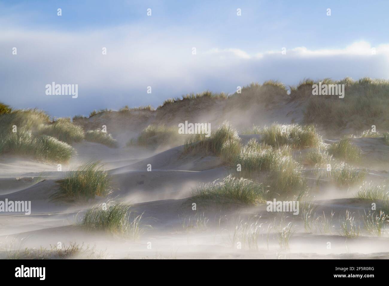Sandstorm in dunes grown with Marram grass Stock Photo