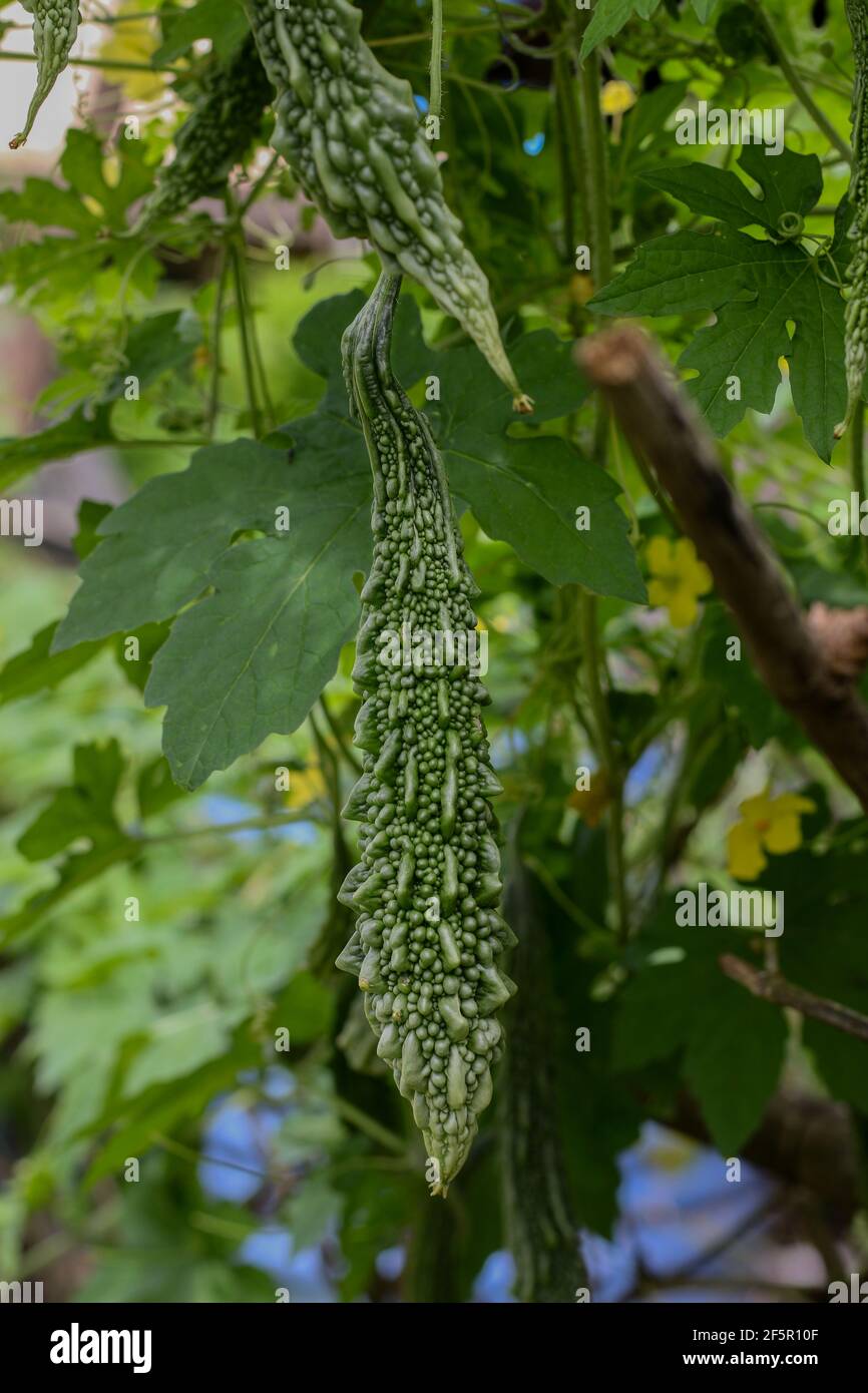 bitter gourd fruits, flowers and leaves in sunlight. bitter gourd farm