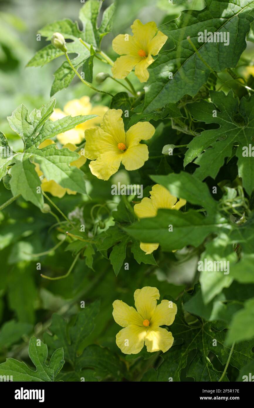Bitter Gourd Leaves High Resolution Stock Photography And Images Alamy