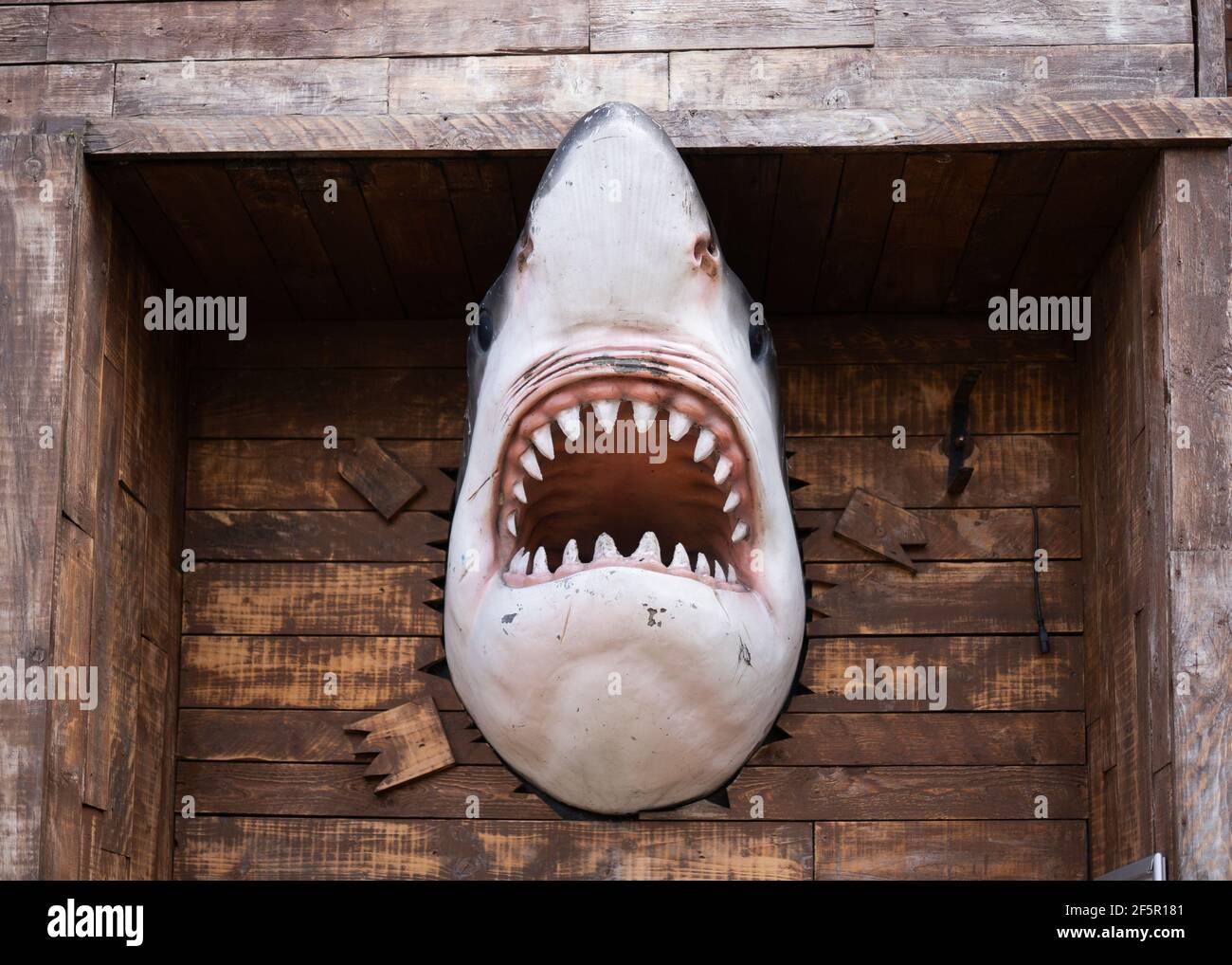 Frightening scary killer white shark breaking through wooden wall of aquarium fish tank bursting out with sharp teeth jaw showing and mouth wide open Stock Photo