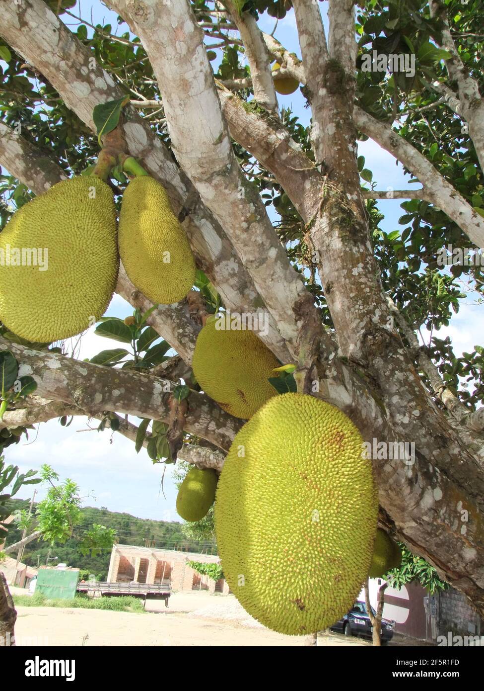 conde, bahia / brazil - september 16, 2012: Jackfruit is seen with its fruits on a farm in the city of Conde. *** Local Caption *** Stock Photo