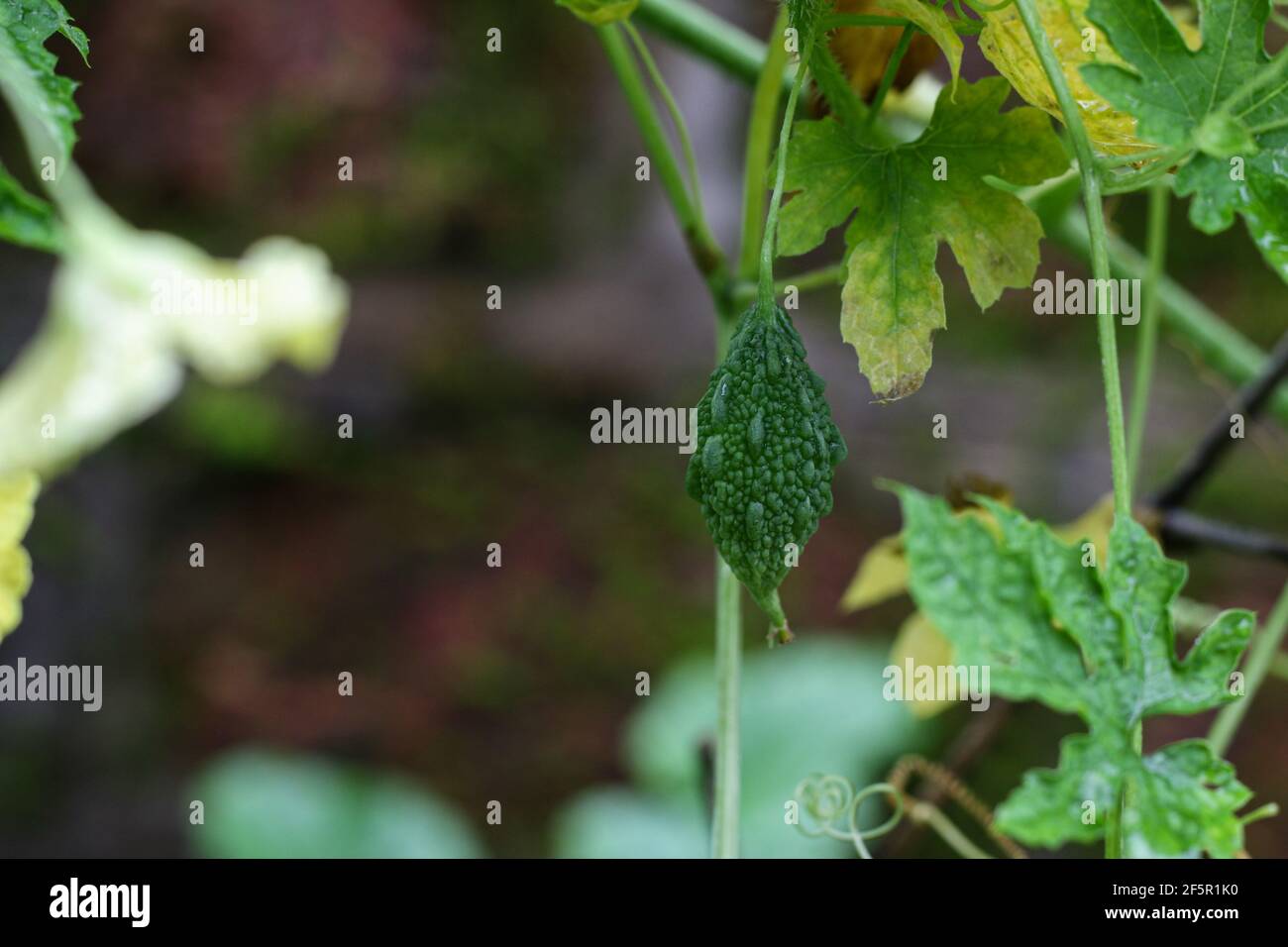 Bitter Gourd Fruits Flowers And Leaves In Sunlight Bitter Gourd Farm Balsam Apple Balsam Pear Bitter Cucumber Bitter Melon Stock Photo Alamy