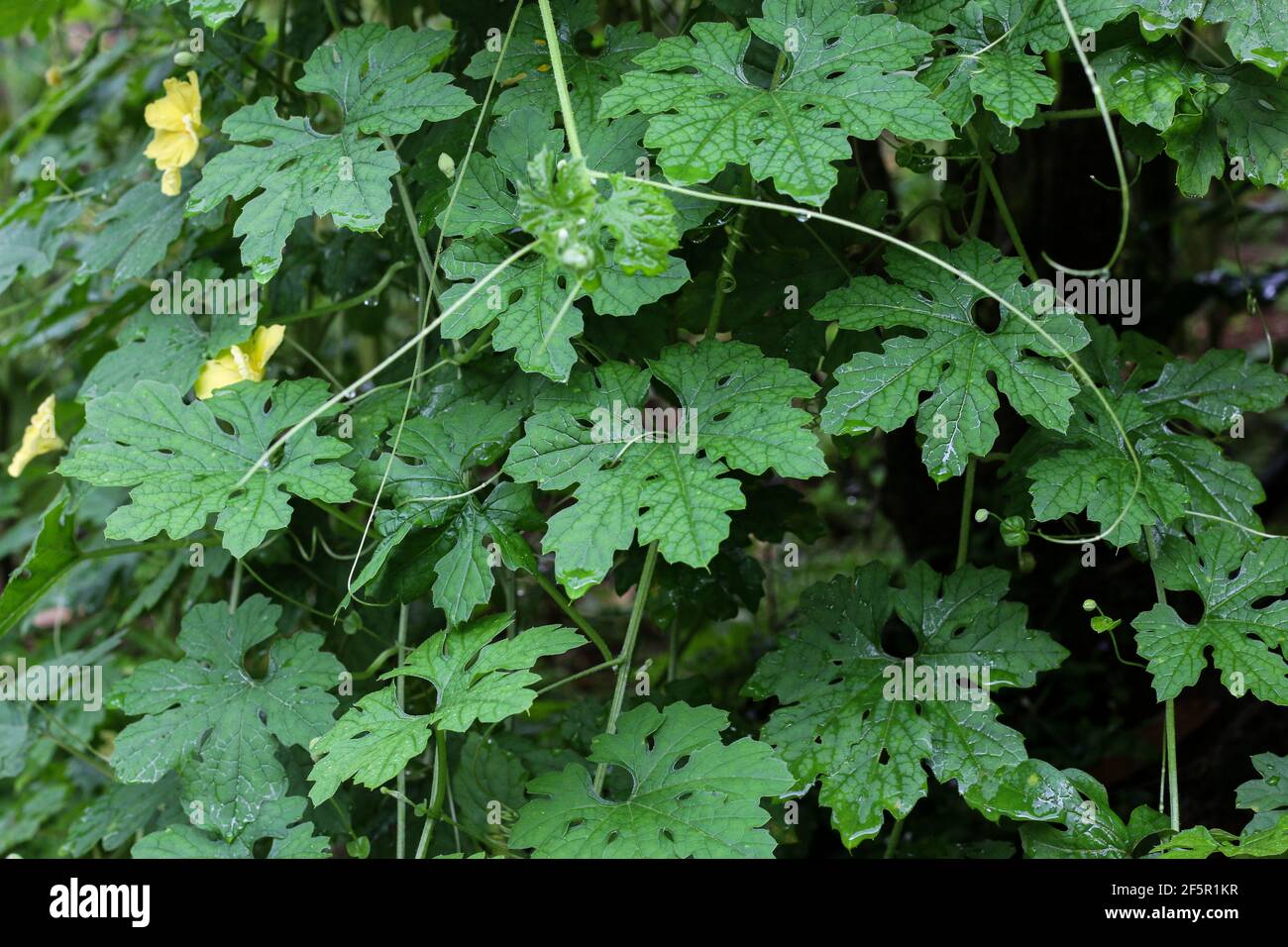 Bitter Gourd Leaves High Resolution Stock Photography And Images Alamy
