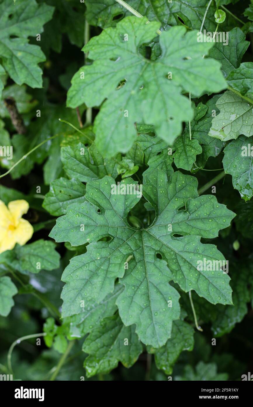 Bitter Gourd Leaves High Resolution Stock Photography And Images Alamy
