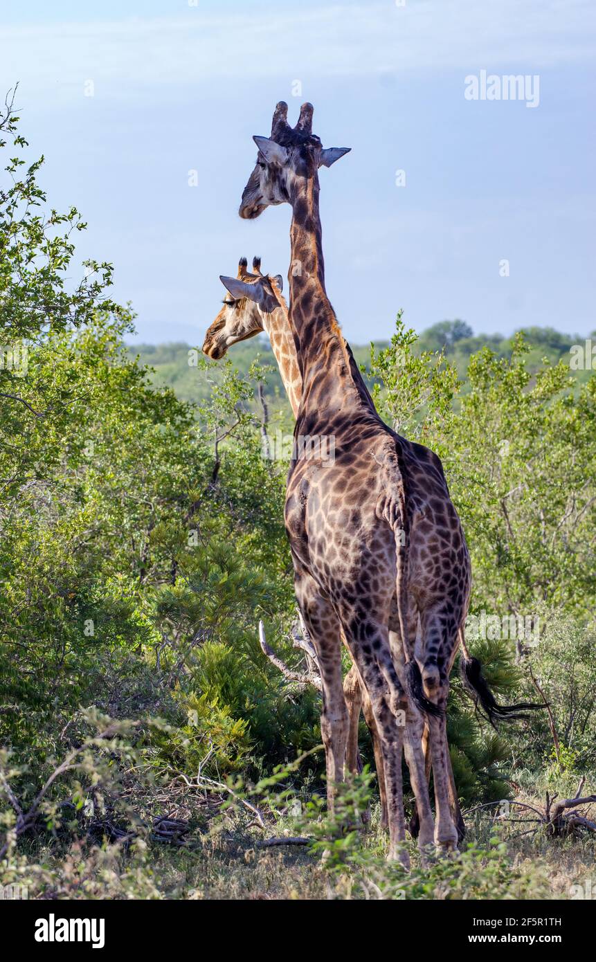 Hunting giraffes hi-res stock photography and images - Alamy