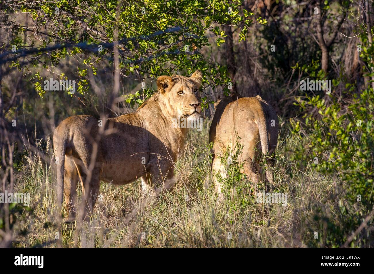 Lion in south africa hi-res stock photography and images - Alamy