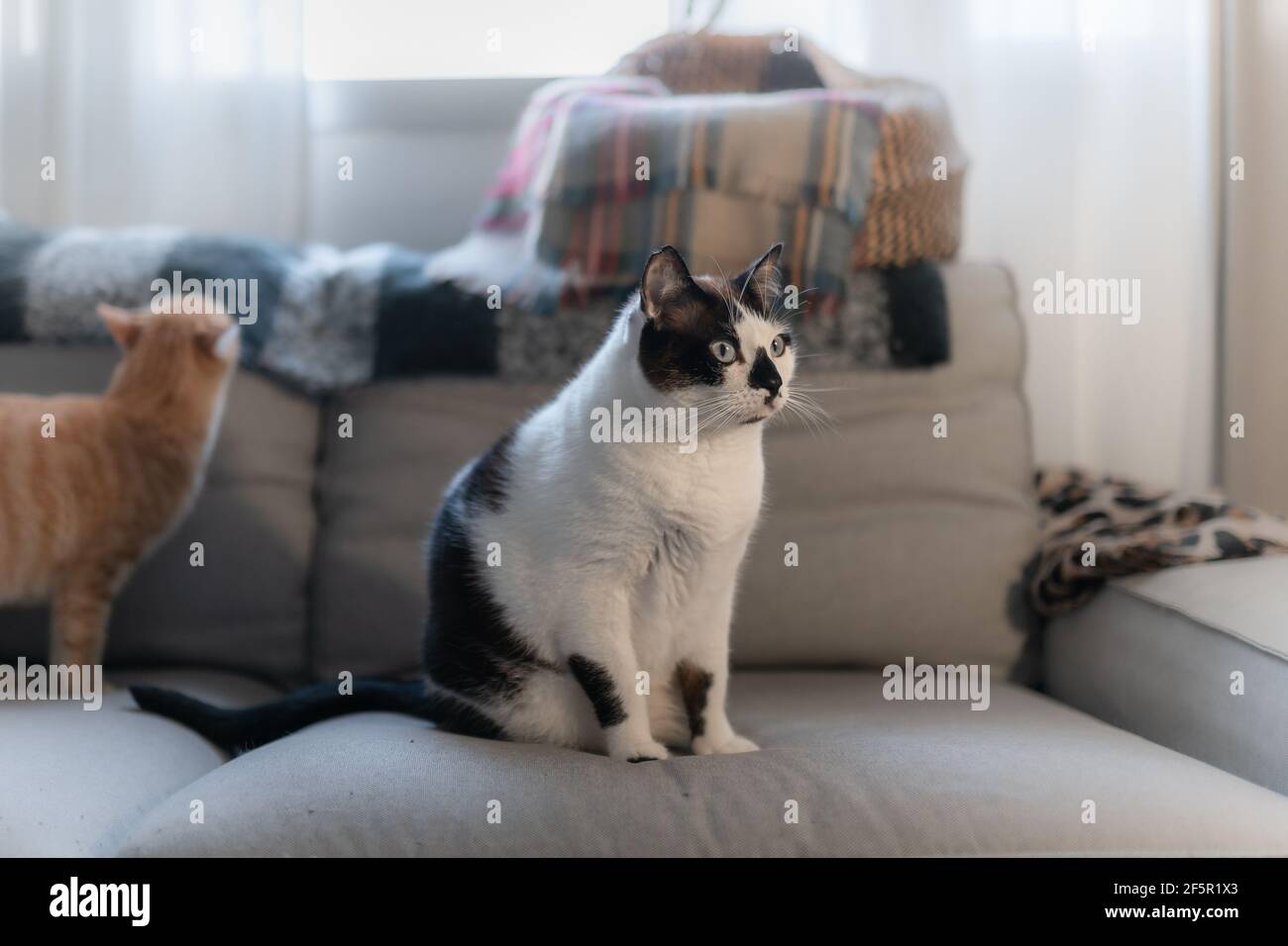 two domestic cats interact on the sofa Stock Photo