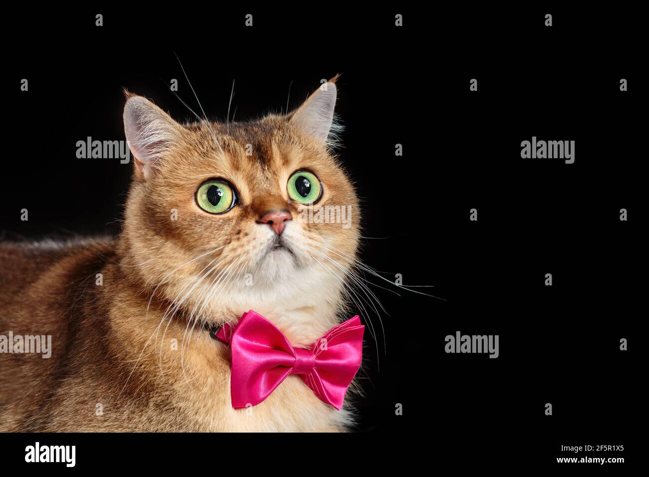 Portrait of cute face of british shorthair cat in bow tie on black background. Copy space Stock Photo