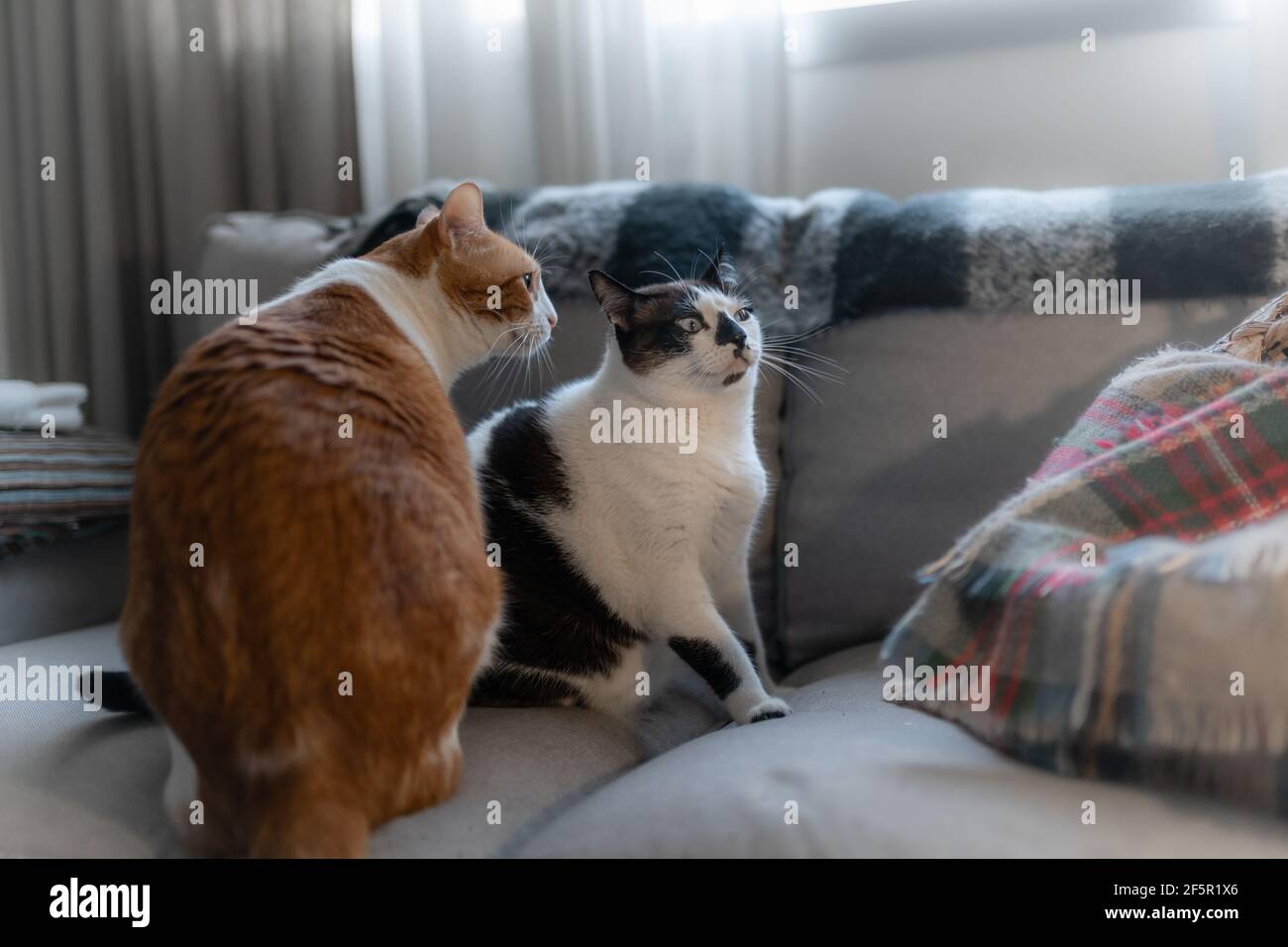 two domestic cats interact on the sofa Stock Photo