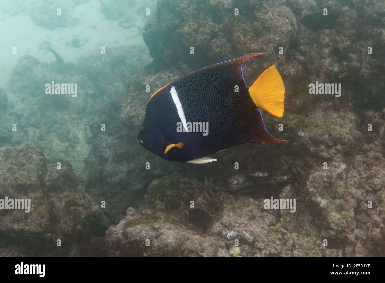 king angelfish or passer angelfish (Holacanthus passer) - Galapagos Islands, Ecuador Stock Photo