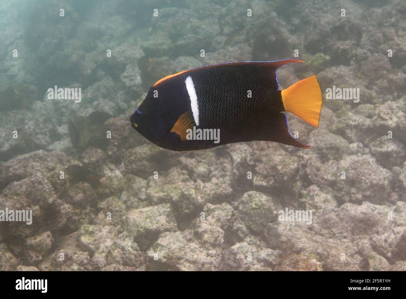 king angelfish or passer angelfish (Holacanthus passer) - Galapagos Islands, Ecuador Stock Photo