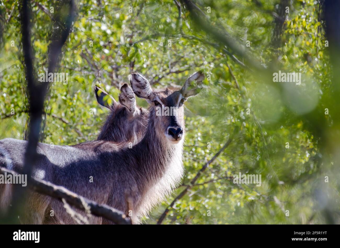 Waterbucks in South Africa Stock Photo