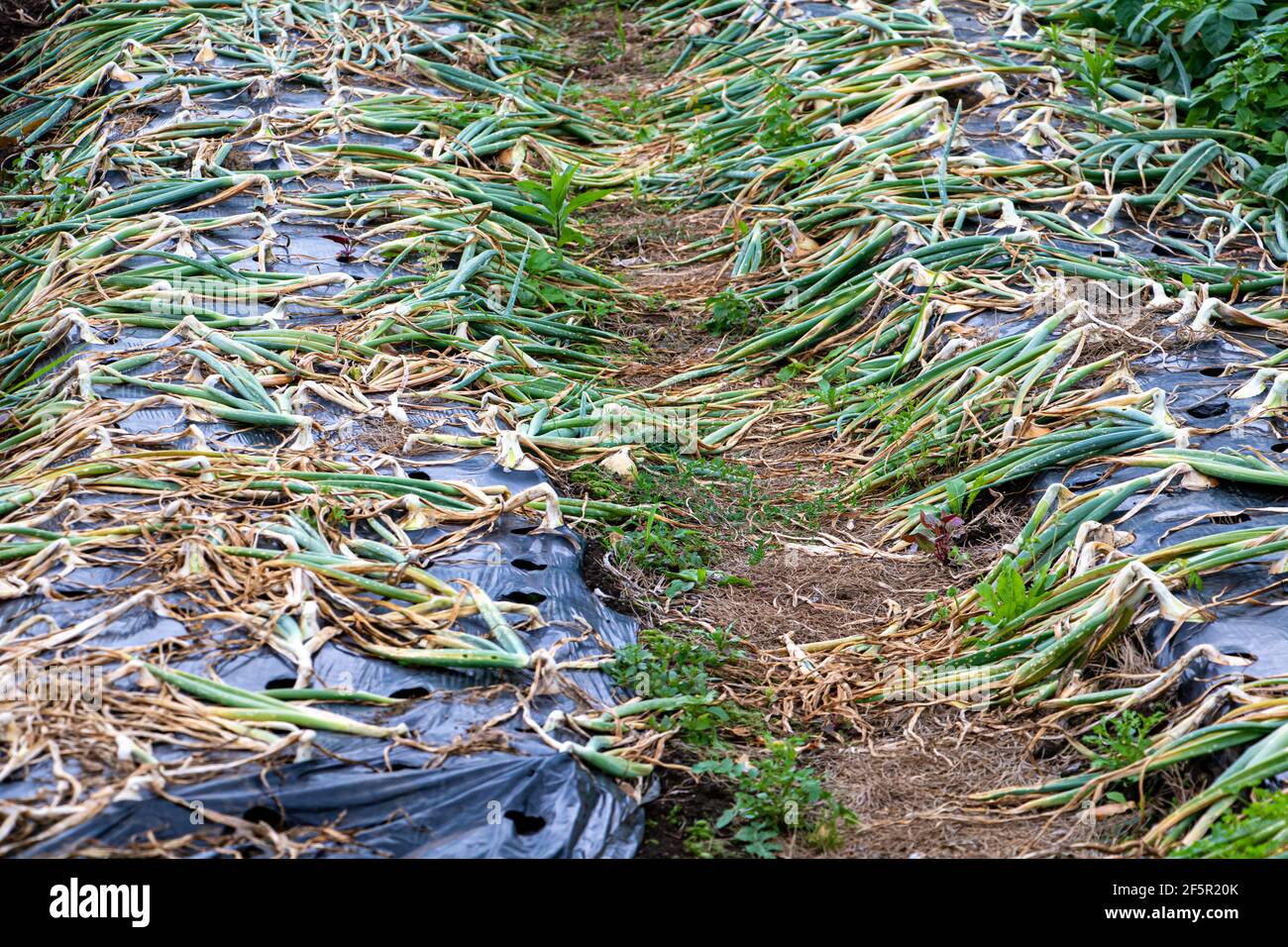 A onion beds covered with foil protection Stock Photo Alamy