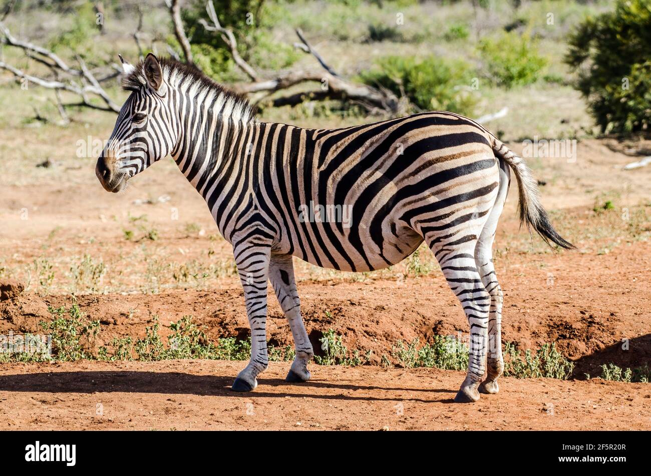 Zebra in South Africa Stock Photo Alamy