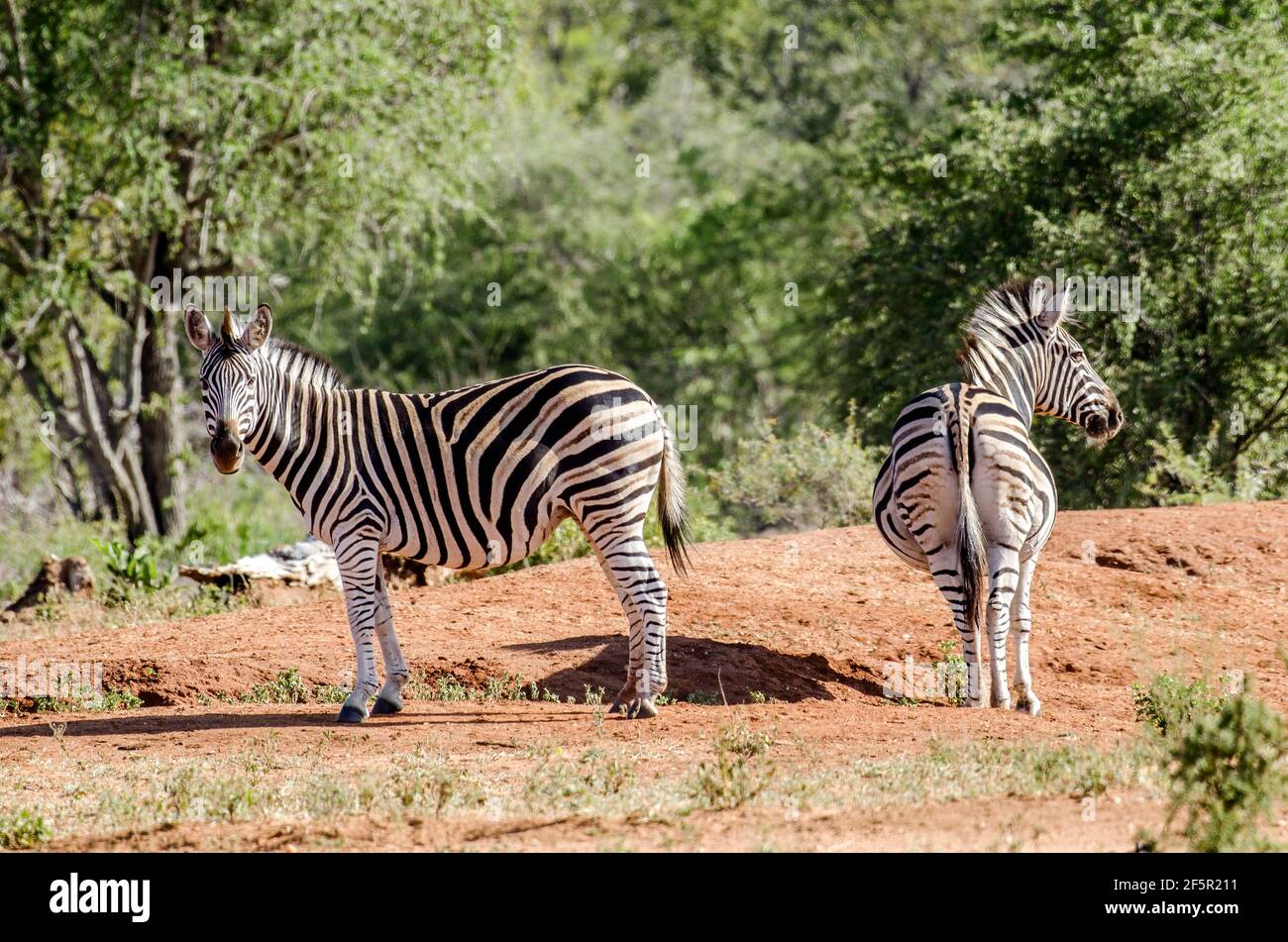 Zebras in South Africa Stock Photo Alamy