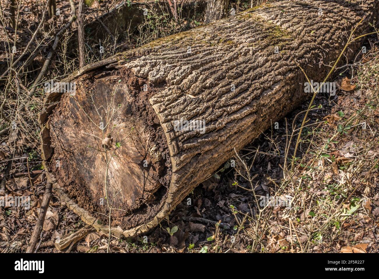 A cut tree in the forest fallen and laying on the ground decaying with