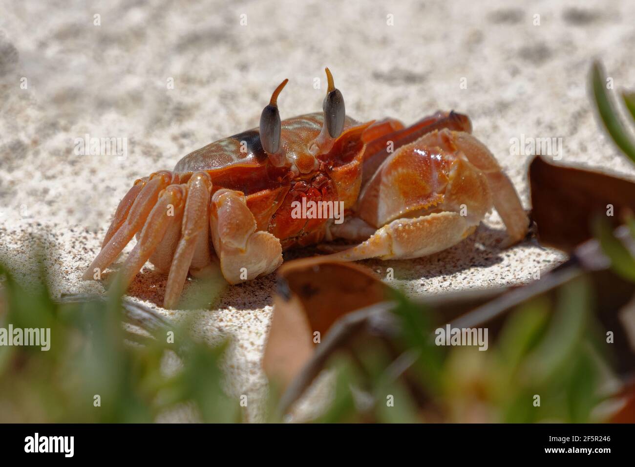 Painted ghost crab or Cart driver crab (Ocypode gaudichaudii) in Galapagos Islands, Ecuador Stock Photo