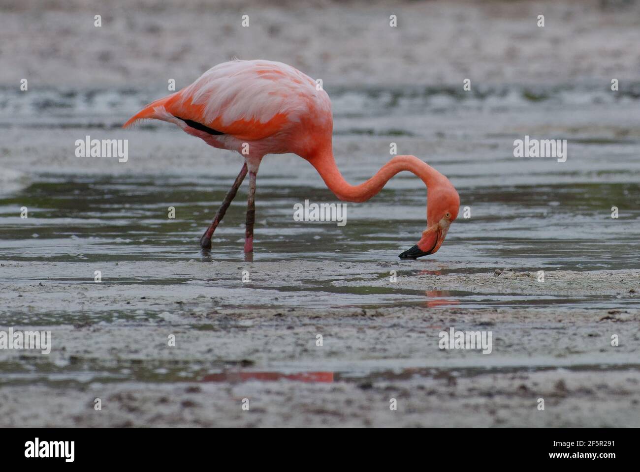 American Flamingo Phoenicopterus Ruber Isabela Island Galapagos american-flamingo-phoenicopterus-ruber-isabela-island-galapagos