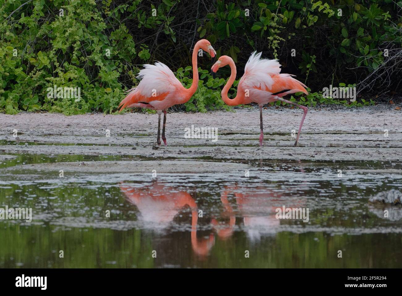 American Flamingo Phoenicopterus Ruber Isabela Island Galapagos american-flamingo-phoenicopterus-ruber-isabela-island-galapagos