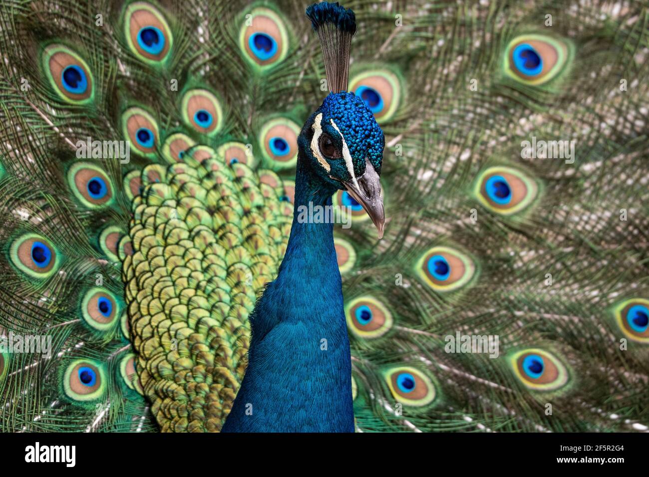 Madrid, Spain. 27th Mar, 2021. A male peacock (Pavo cristatus) showing its  colorful feathers pictured in the Madrid Zoo. The Madrid Zoo has today  registered a large influx of public as people