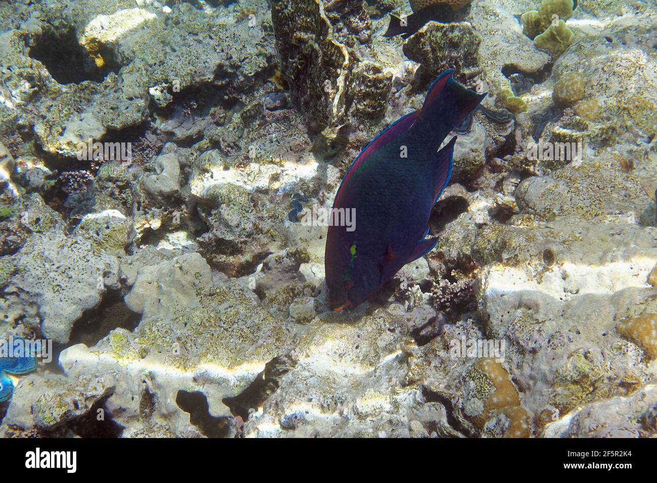 Dusky parrotfish or Swarthy parrotfish (Scarus niger) in Red Sea Stock Photo
