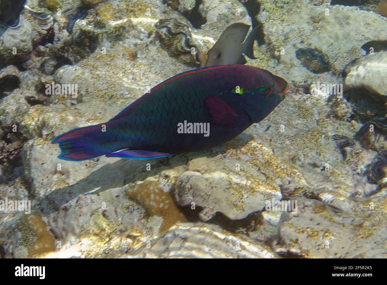 Dusky parrotfish or Swarthy parrotfish (Scarus niger) in Red Sea Stock Photo
