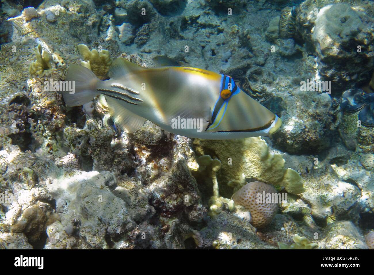 Picasso triggerfish or Arabian picassofish (Rhinecanthus assasi) in Red