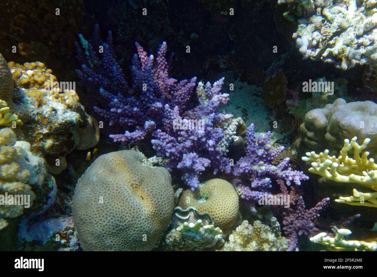 Stony coral (Acropora austera) in Red Sea Stock Photo