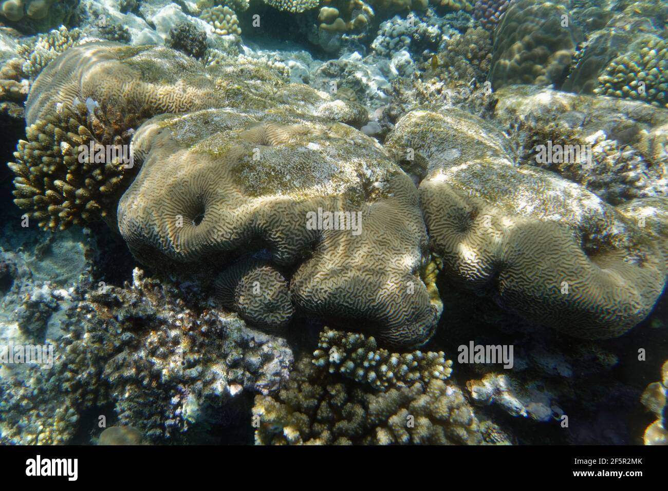 Lesser valley coral (Platygyra daedalea) in Red Sea Stock Photo