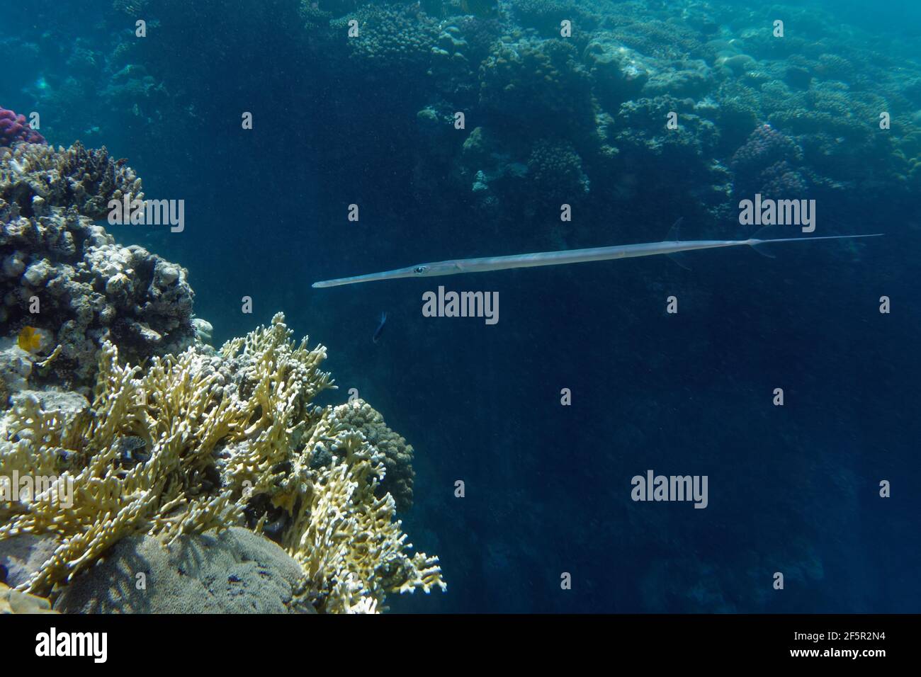 Bluespotted cornetfish (Fistularia commersonii) in Red Sea Stock Photo ...