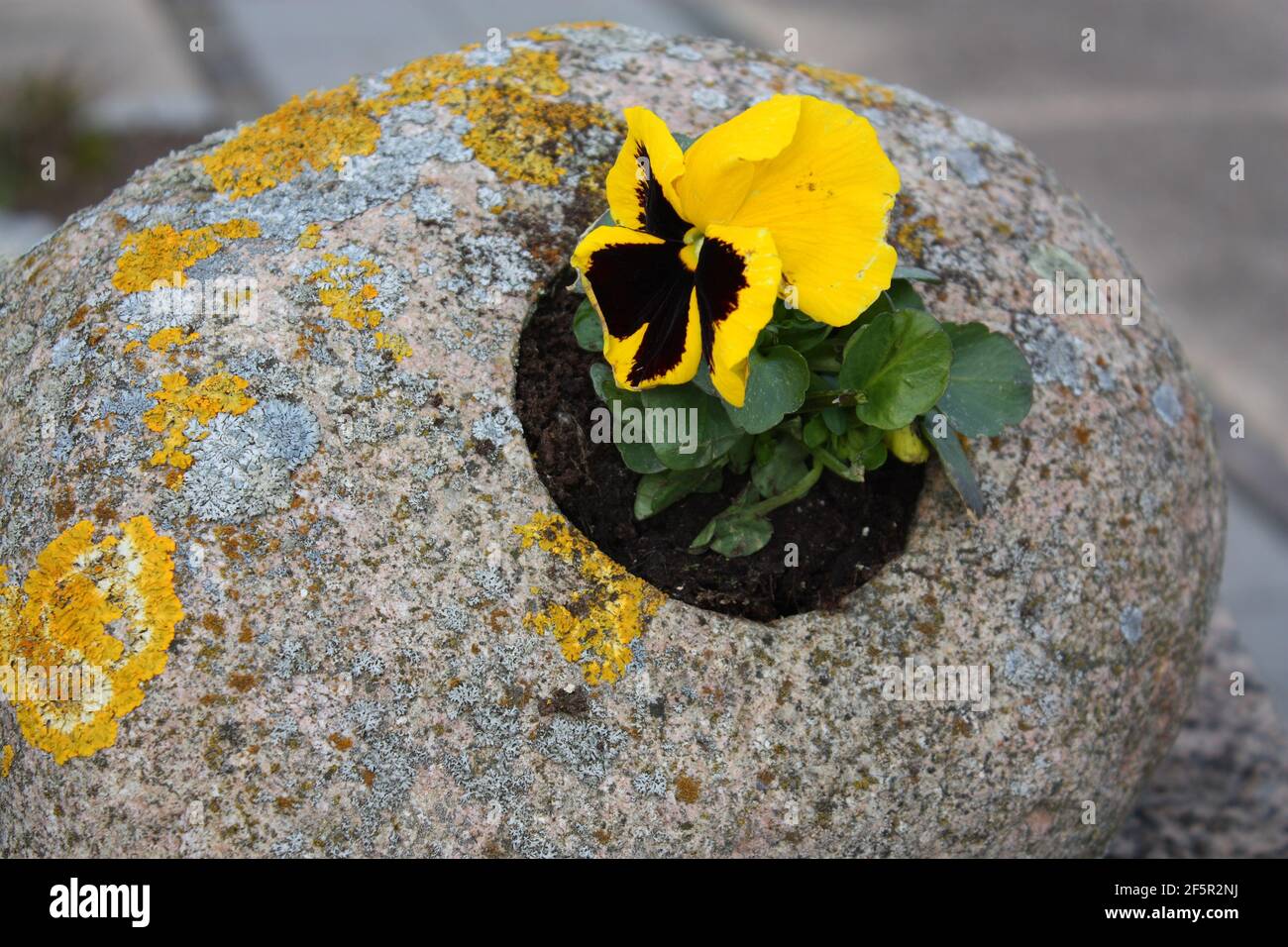 Closeup shot of a yellow anemone growing on a rock Stock Photo