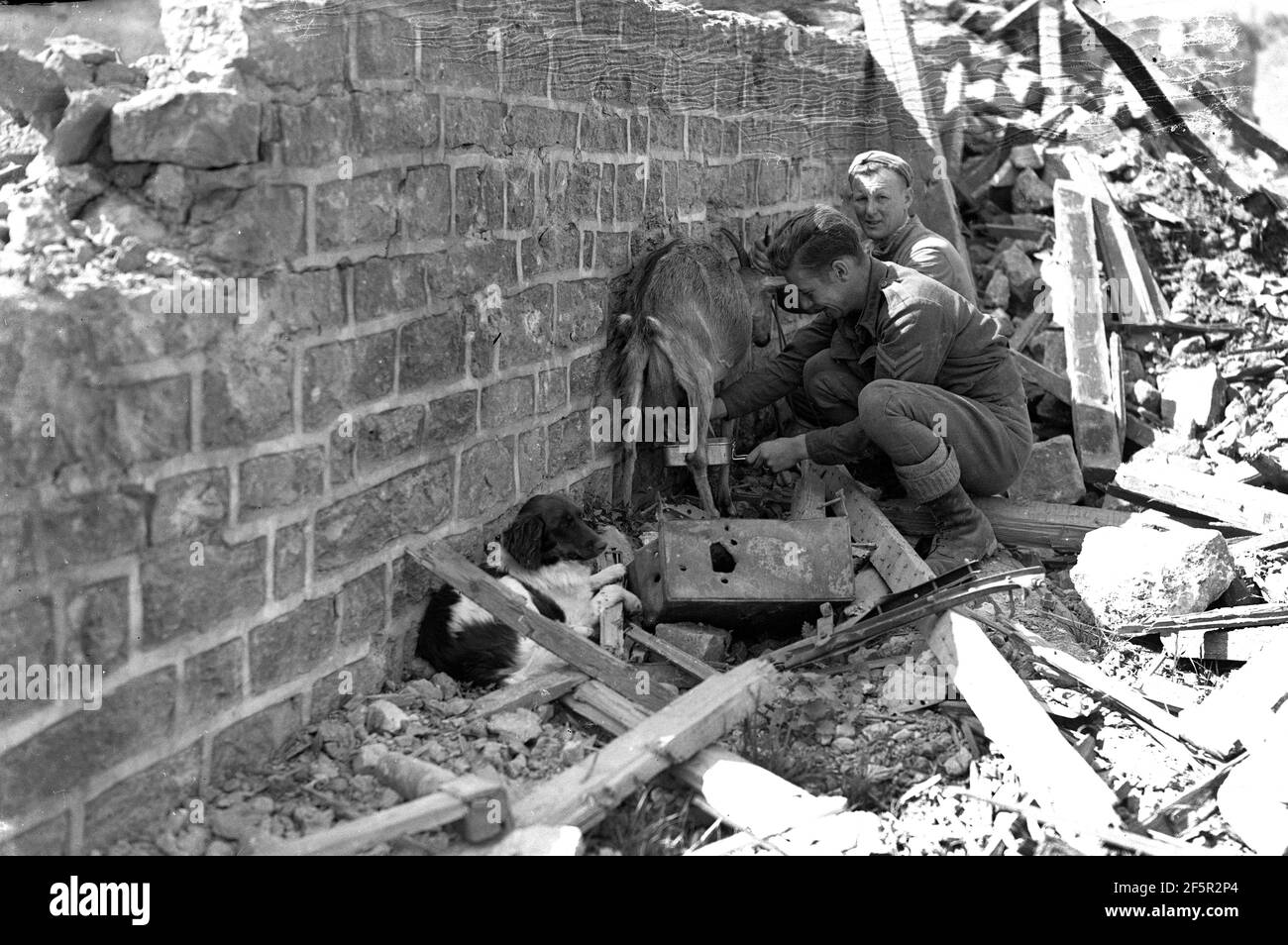 Allied Soldiers milking a goat amongst bombed damaged building during World War Two animals war zone frightened scared ruins rubble Stock Photo