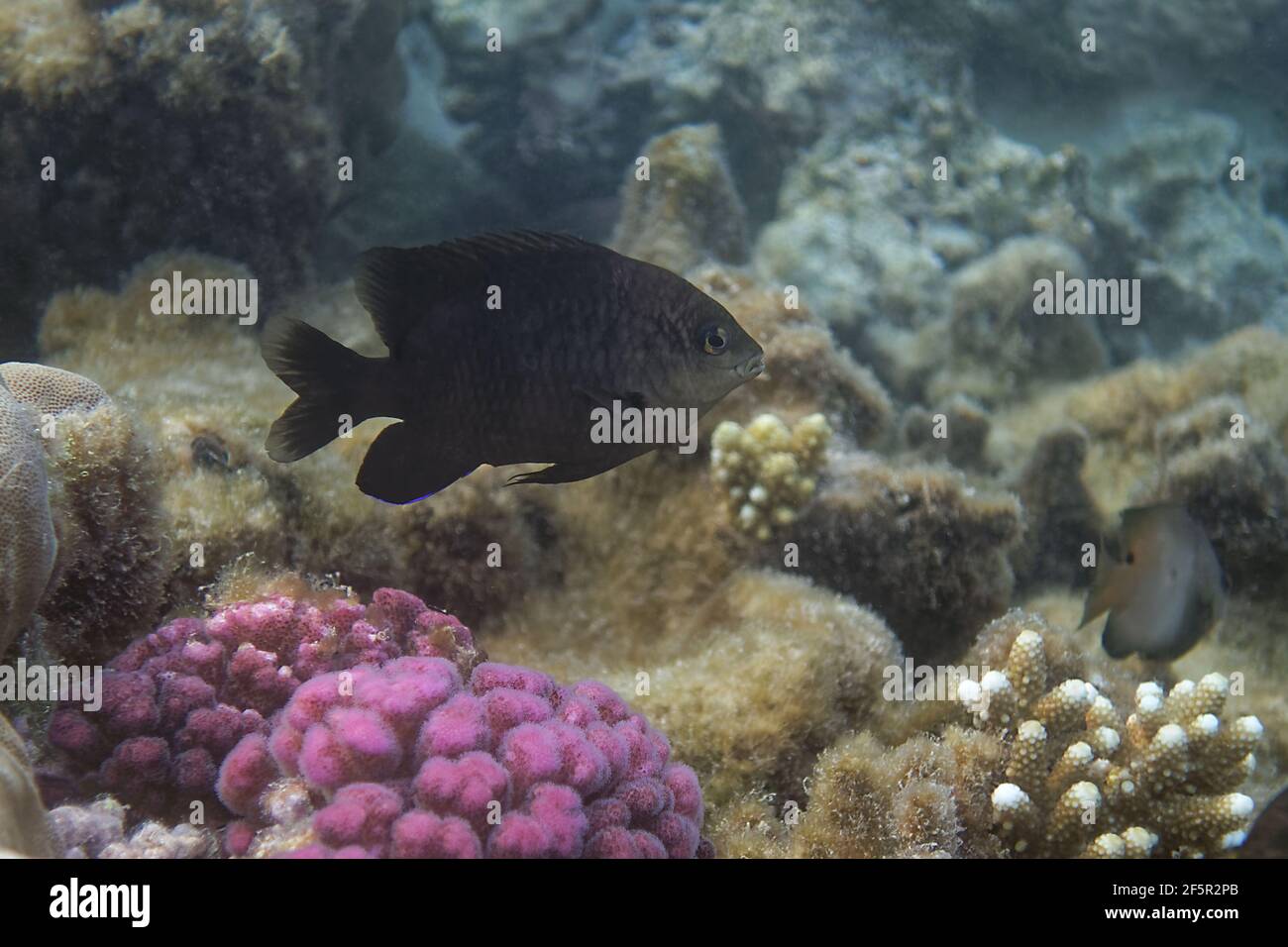 Dusky gregory (Stegastes nigricans) in Red Sea Stock Photo
