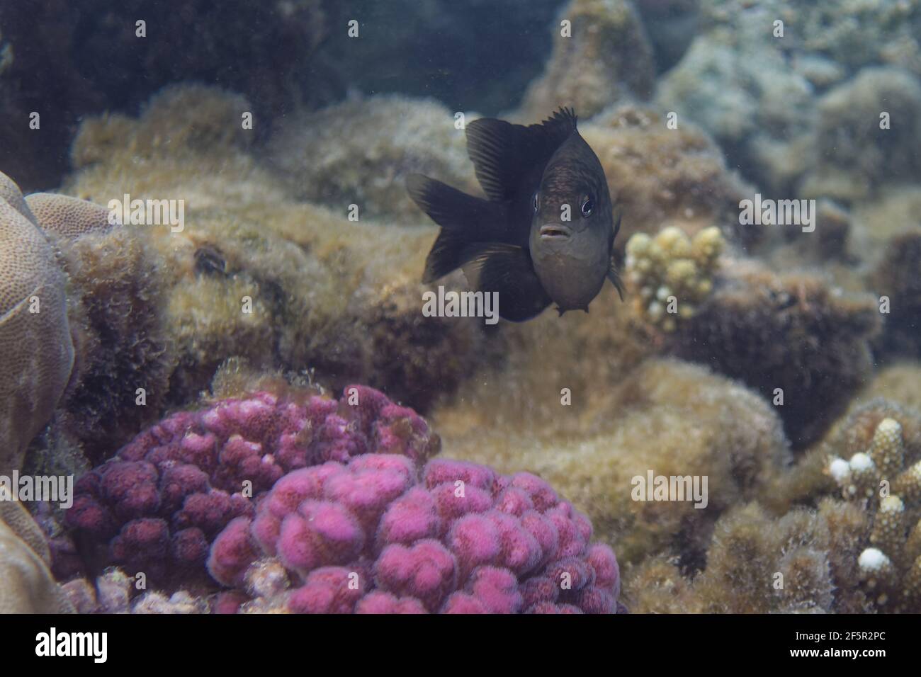 Dusky gregory (Stegastes nigricans) in Red Sea Stock Photo
