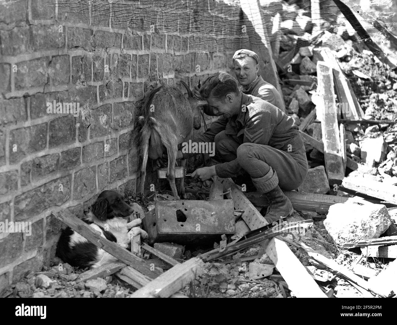 Allied Soldiers milking a goat amongst bombed damaged building during World War Two animals war zone frightened scared ruins rubble Stock Photo