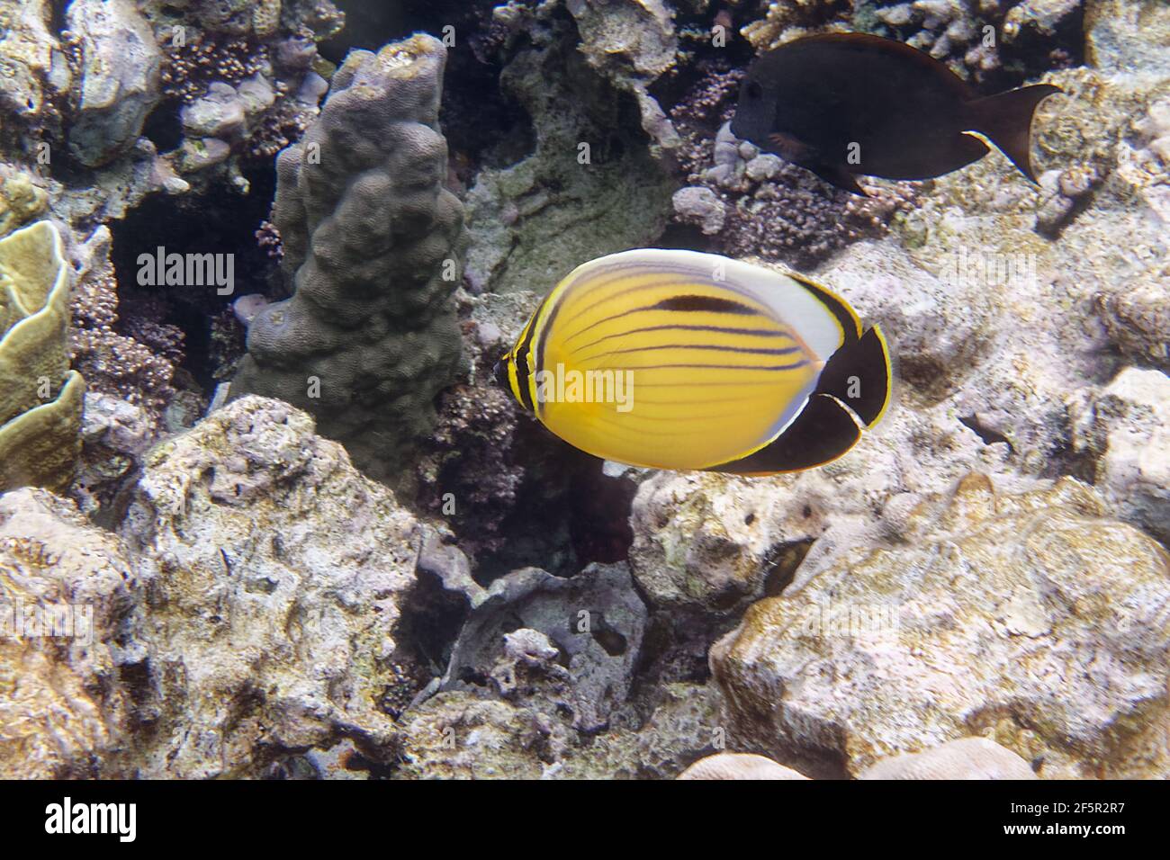 Black-tailed butterflyfish (Chaetodon austriacus) in Red Sea Stock ...