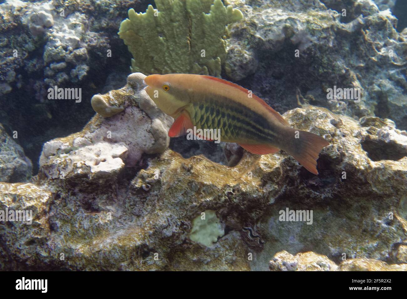 Female Bridled parrotfish or Sixband parrotfish (Scarus frenatus) in Red Sea Stock Photo