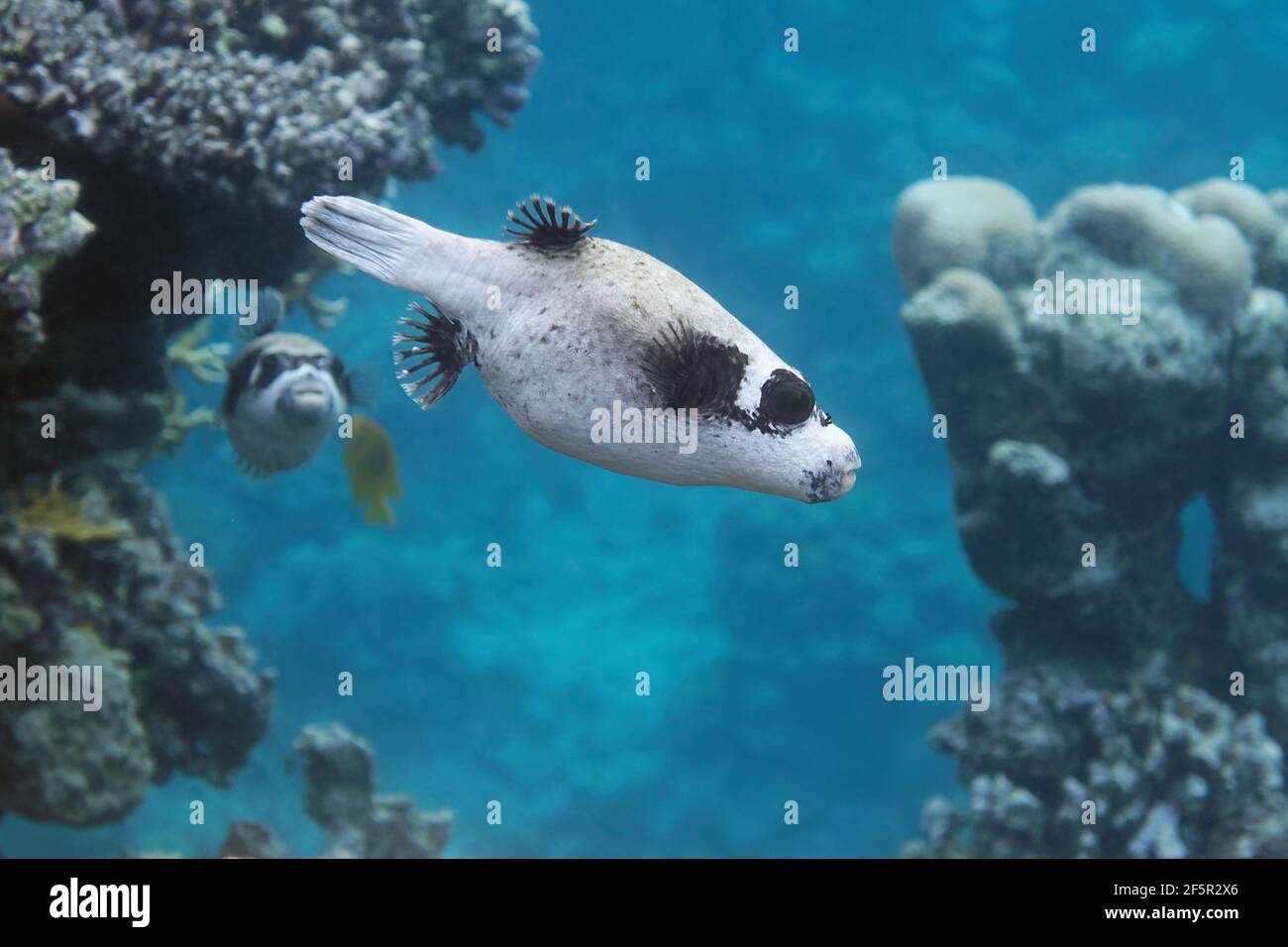 Masked Puffer Arothron Diadematus In Red Sea Stock Photo Alamy Masked Puffer Arothron Diadematus In Red Sea Stock Photo Alamy