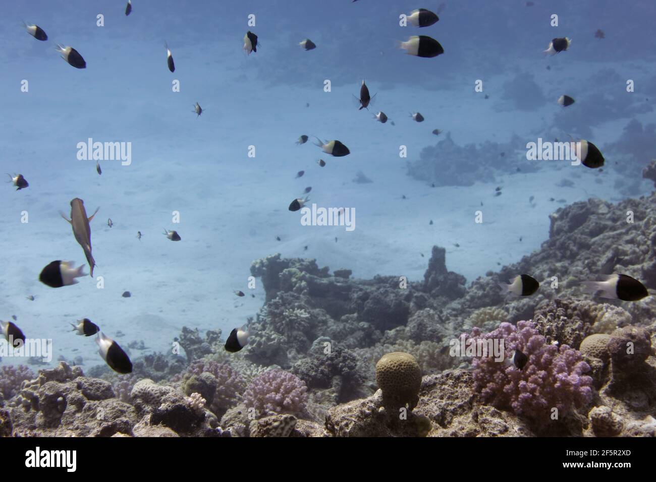 Bicolor damselfishes (Chromis dimidiata) in Red Sea Stock Photo