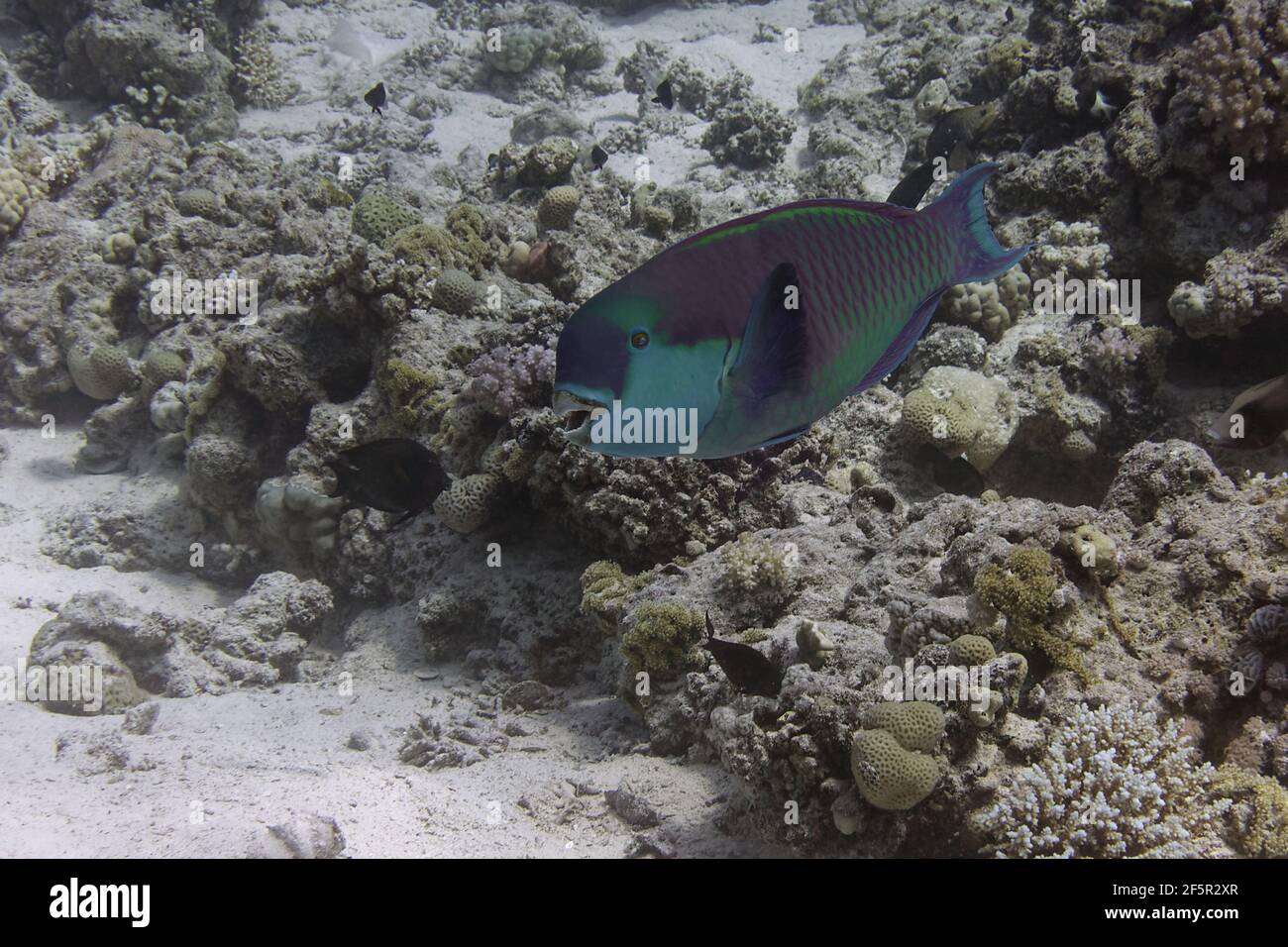 Heavybeak parrotfish (Chlorurus gibbus) in Red Sea Stock Photo