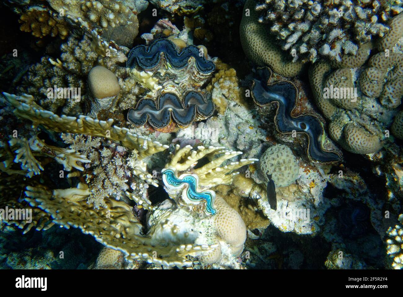 Giant clam (tridacna maxima) in Red Sea Stock Photo - Alamy