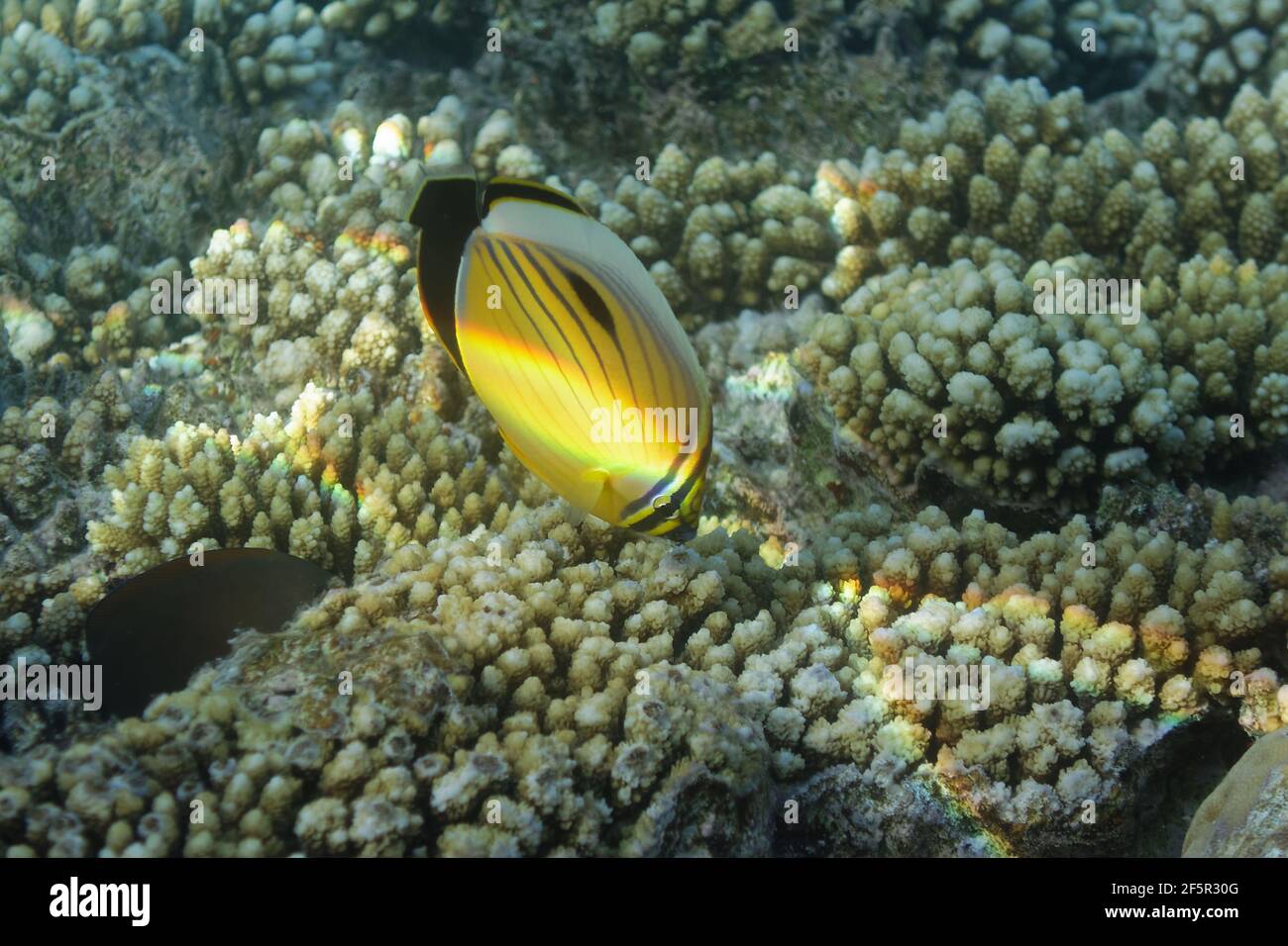 Black-tailed butterflyfish (Chaetodon austriacus) in Red Sea Stock ...