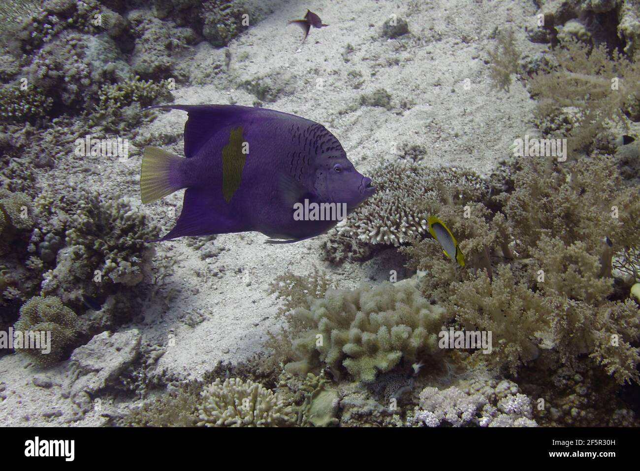 Halfmoon angelfish (Pomacanthus maculosus) in Red Sea Stock Photo